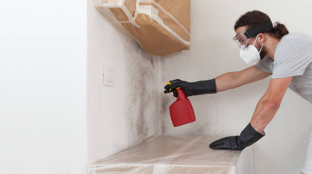 Professional Basement Mold Remediation technician working in Miami Gardens, FL